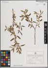 Foto von Salix excelsa S. G. Gmel.